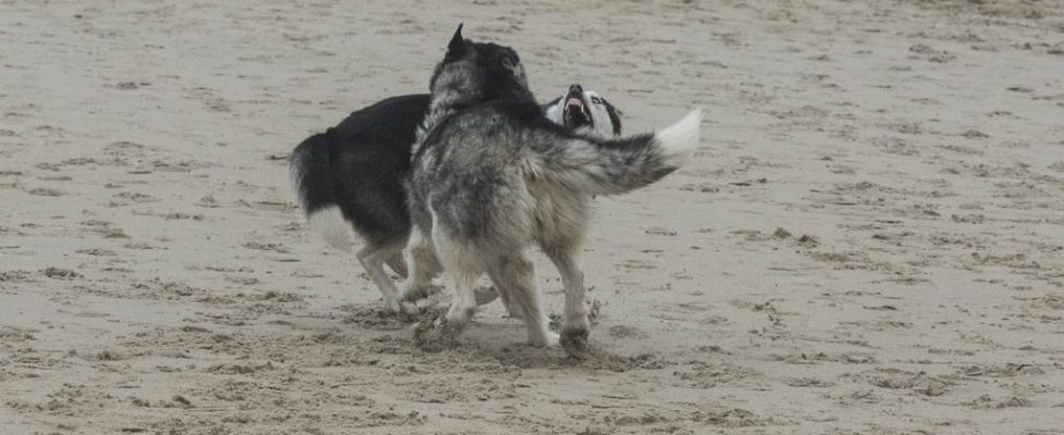 denhaag_20171028_070