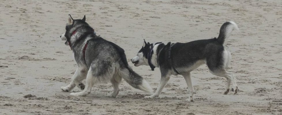 denhaag_20171028_071