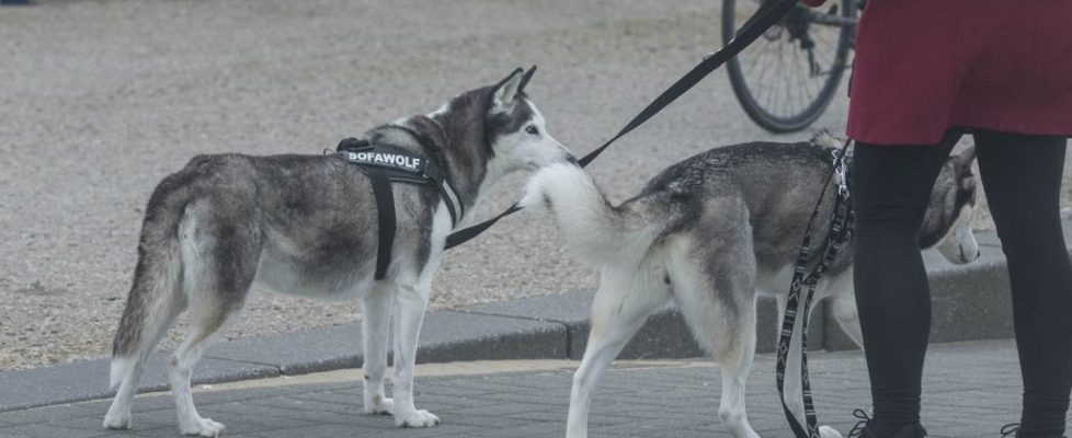 denhaag_20171028_082