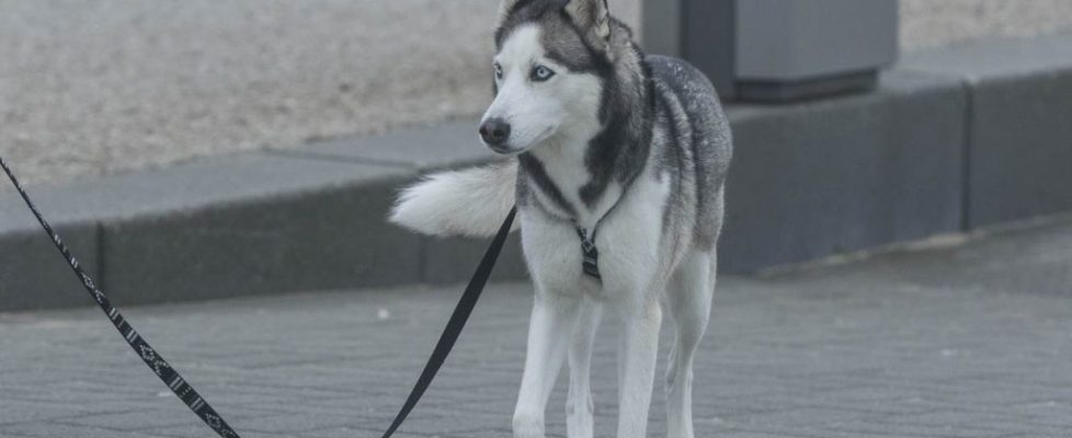 denhaag_20171028_083