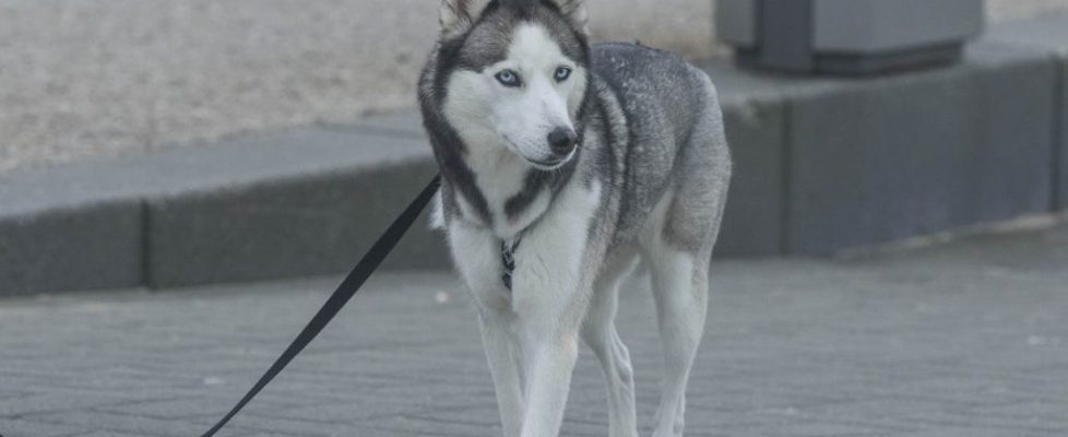 denhaag_20171028_084