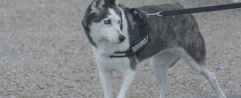 denhaag_20171028_086