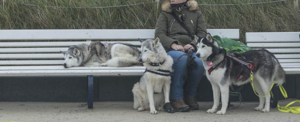 denhaag_20171028_087