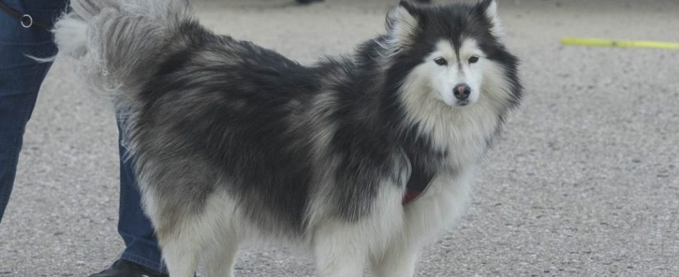 denhaag_20171028_088