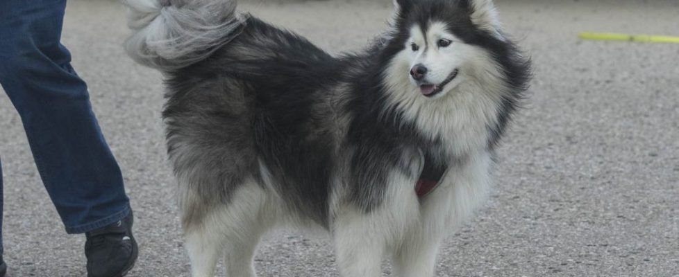 denhaag_20171028_089