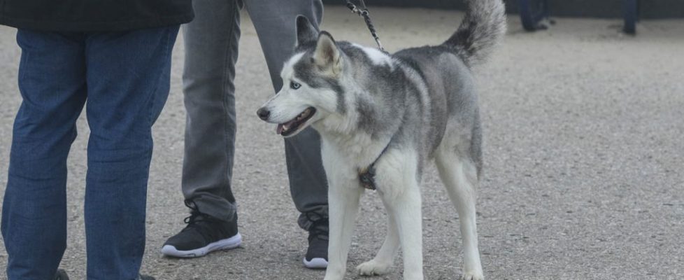 denhaag_20171028_092