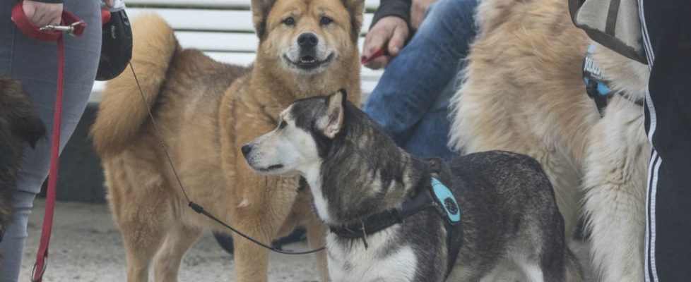 denhaag_20171028_095