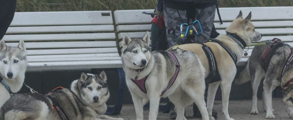 denhaag_20171028_097