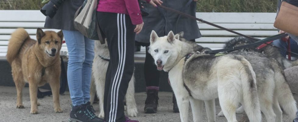 denhaag_20171028_098