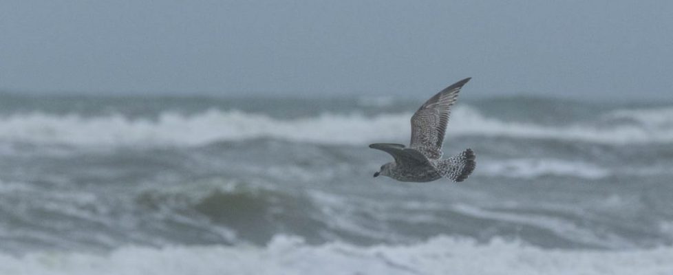 denhaag_20171028_100