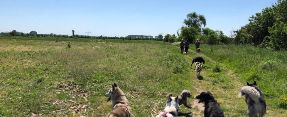 genshagen_20180520_06