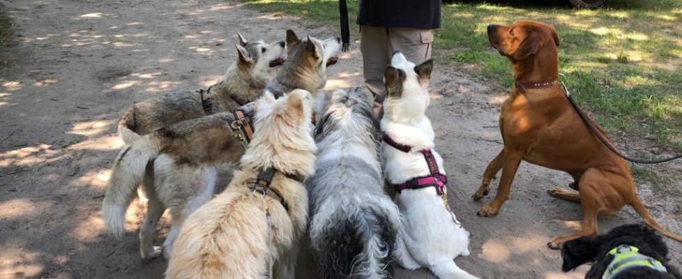 genshagen_20180520_13