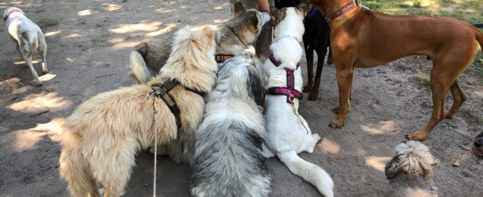 genshagen_20180520_14