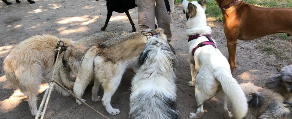 genshagen_20180520_15