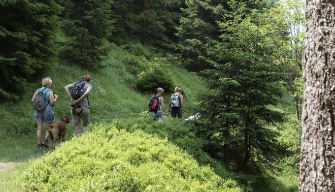 Wandern im Harz