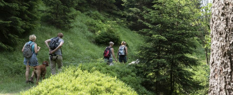 Wandern im Harz