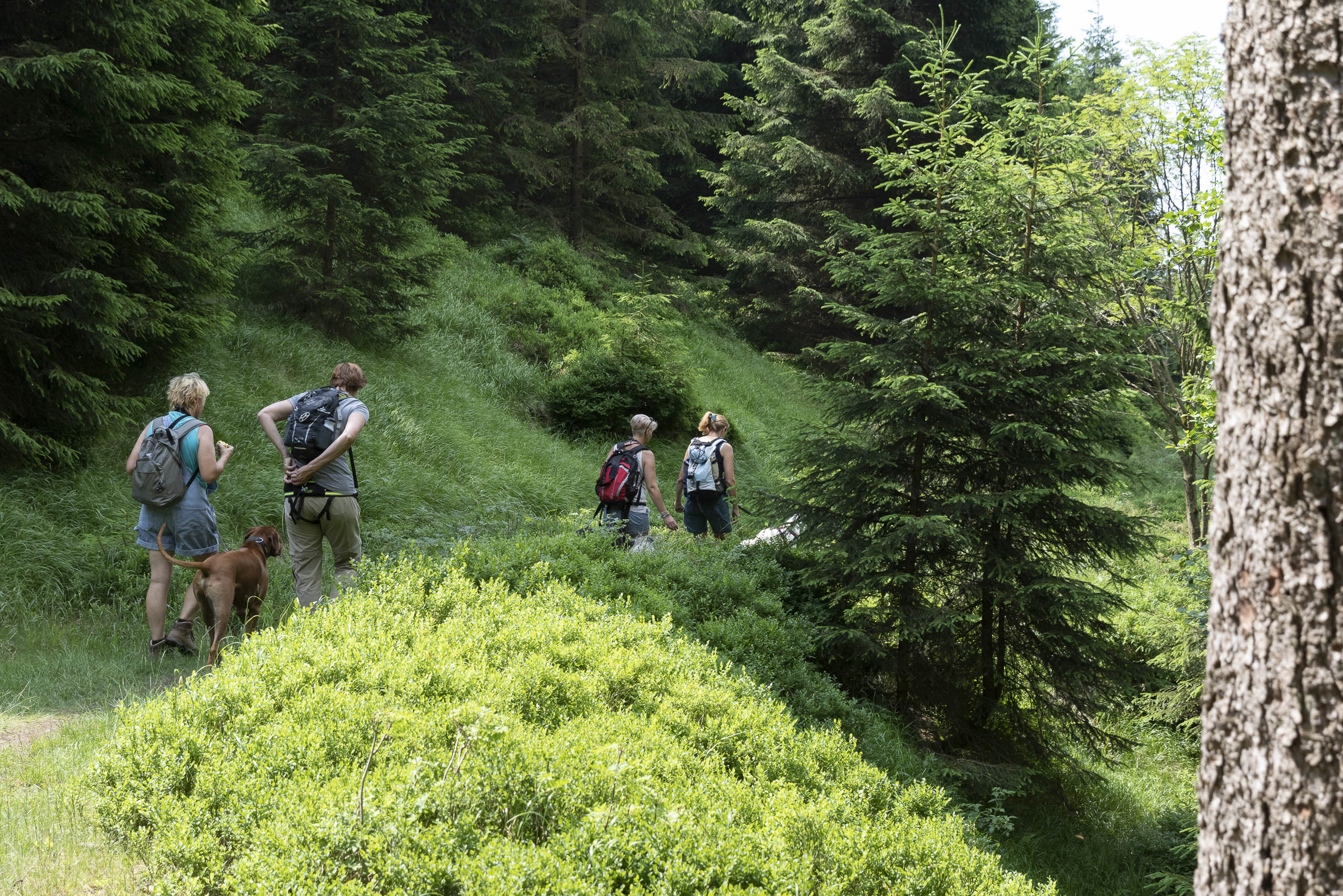 Wandern im Harz