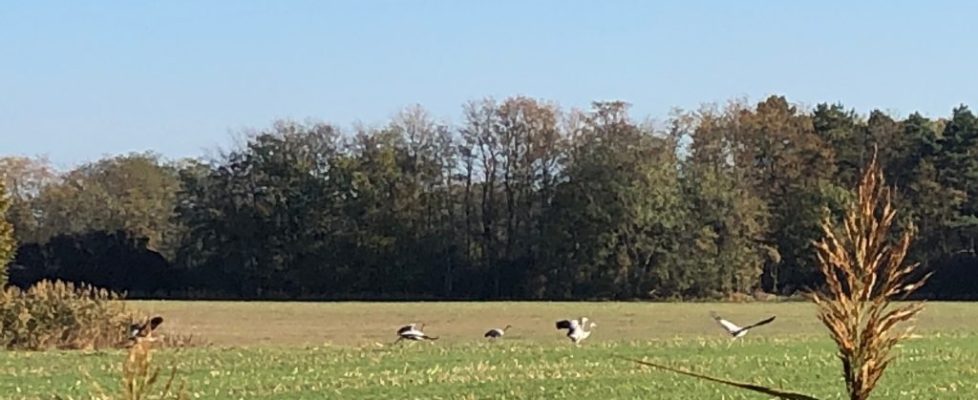 juehnsdorf_20181021_04