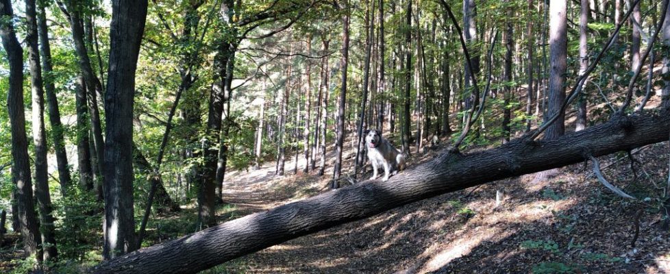 schlaubetal_20181013_04