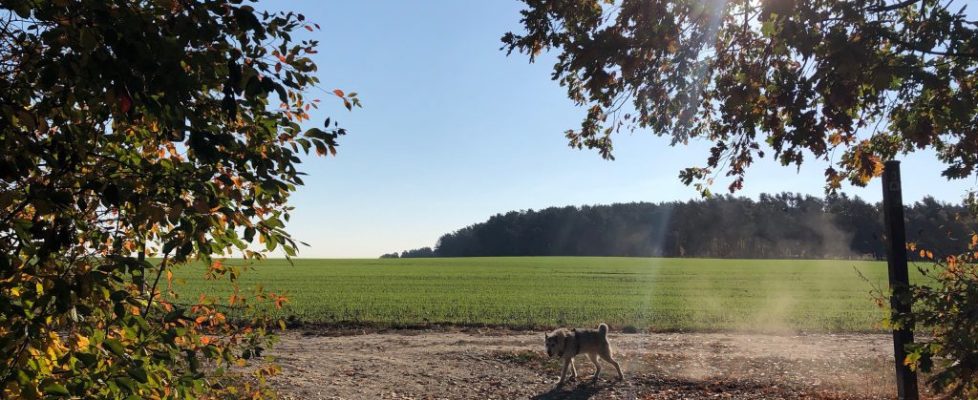 seddiner_see_20181020_02