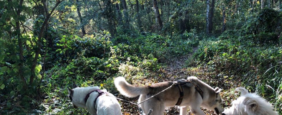 seddiner_see_20181020_04