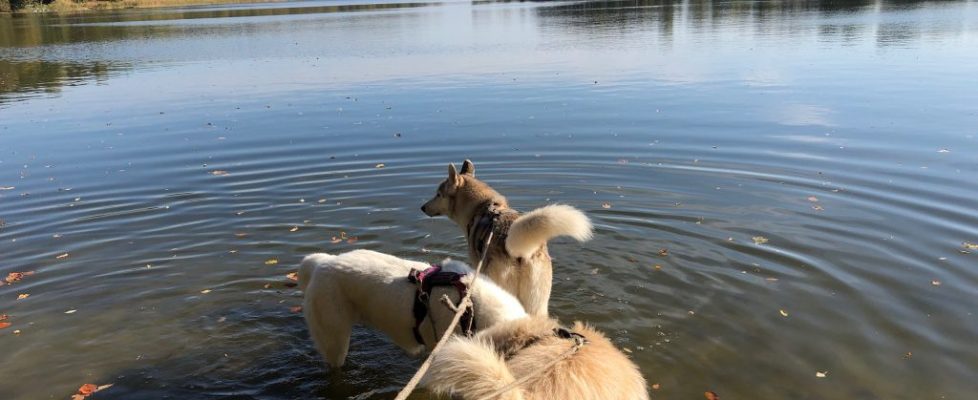 seddiner_see_20181020_07