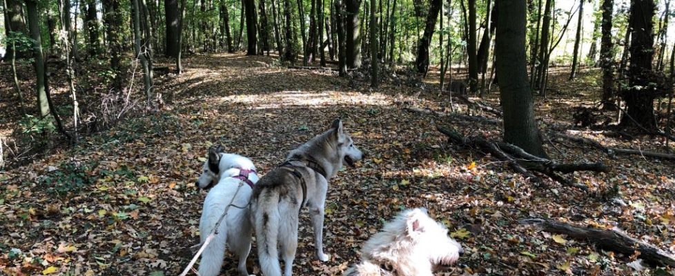 seddiner_see_20181020_12