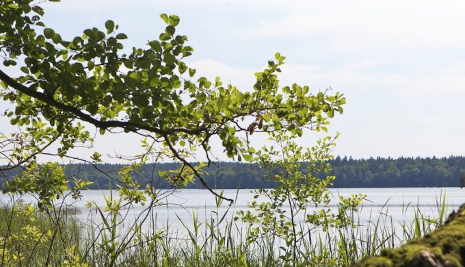 Am Stechlin See