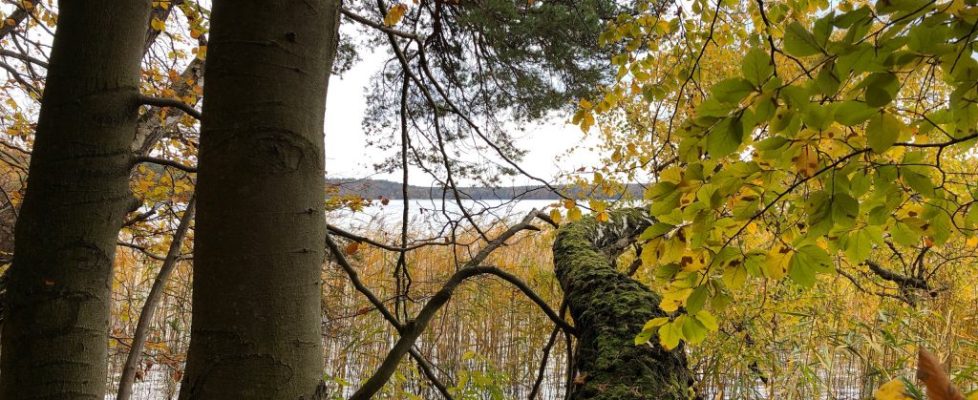 stechlinsee_20181028_07